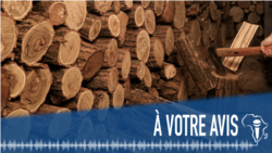 À Votre Avis : l'export du bois en grumes