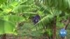 Zimbabwean Farmers Turning to Conservation Agriculture 