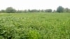La culture du soja ancrée dans les habitudes des agriculteurs togolais