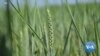 Biden Pledges Help to US Farmers to Offset Ukraine Crop Crisis