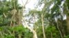 Dwindling West African Rainforest Threatens Long-Term Food Security