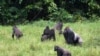 Apes in the Sangha Tri-National Protected Area. (Thomas Breeuer / WCS)