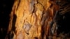 Climate to Push Forest-eating Beetles to Northern US, Canada, Scientists Predict