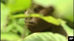 A young man working in a cocoa field in Africa.