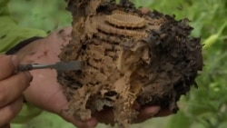 Un colmenar de abejas bolivianas mostrado por un apicultor en Los Yungas, Bolivia, donde la reducción del hábitat de estos insectos está poniéndolos en peligro de extinción. Captura de video de Reuters. Enero 24 de 2021.