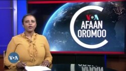 Tamsaasa Guyaadhaa Guyyaa
