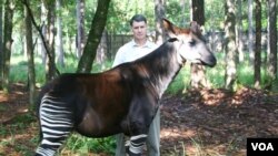 John Lucas with an Okapi or forest giraffe (Okapi Conservation Project)
