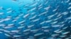 Scientists call oceans the world's most important resource. (Conservation International)