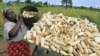 A subsistence farmer stacks her crop of maize in Chivi, southeast of the capital Harare, Zimbabwe, April 1, 2012. 