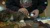 Усы, 3D-лапы и хвост