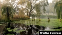 Duckweed covers the surface of ponds (via Flickr user Polandeze).