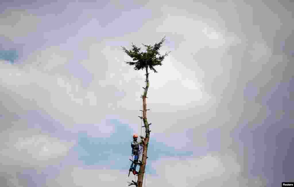 A professional lumberjack cuts a tree, branch by branch in Hanau, 30km south of Frankfurt, Germany.