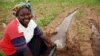 Rainwater harvesting is a small-scale irrigation technique. (SIWI)