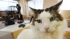 Cats at Japan's 'Cat Cafes' Now Allowed to Stay Up Till 10