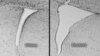 FILE - A mouse brain that was exposed to polluted air shows an enlarged lateral ventricle (right) compared with a mouse whose air was clean and filtered. Enlarged lateral ventricles are associated in humans with autism and schizophrenia. (University of Rochester Medical Center)