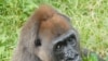 Nyango is the only known Cross River gorilla in captivity. She lives in the Limbe Wildlife Center in Cameroon.