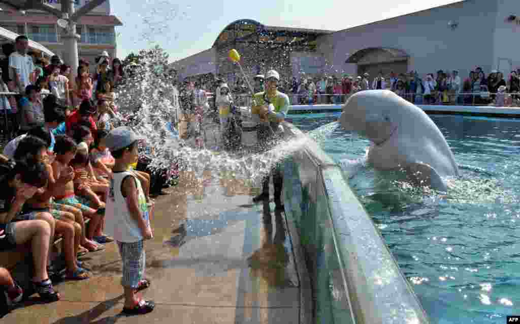 A beluga whale sprays water onto visitors at a summer attraction at the Hakkeijima Sea Paradise aquarium in Yokohama, suburban Tokyo, Japan.