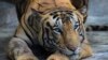 Menurut Sensus, di India Terdapat Hampir 3.000 Ekor Harimau