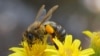 Les insectes appelés à jouer un plus grand rôle dans l'alimentation