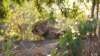 The cheetahs spent their first three weeks in an enclosure before being released into Liwonde National Park in Malawi. 