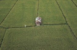 Ilustrasi. Pandangan udara menunjukkan sawah di desa Gegutu di Mataram, Pulau Lombok, Indonesia, 21 Oktober 2018, sebagai ilustrasi. (Foto: Antara/Ahmad Subaidi via Reuters)