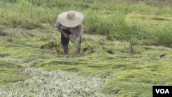 Pemerintah mulai mengimpor beras dari Vietnam dan Thailand tahun lalu, karena banyaknya gagal panen di dalam negeri.