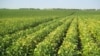 Biotech Seed Patent Case Goes to US Supreme Court