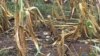 WFP Says Climate Change Increasing World Hunger 