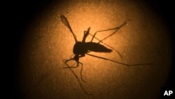 FILE - An Aedes aegypti mosquito known to carry the Zika virus, is photographed through a microscope at the Fiocruz Institute in Brazil. 