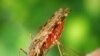 Computer Simulation Could Help Curb Spread of Malaria