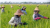 Women farm workers tending to a rice plantation outside Naypyidaw on 1 May, 2018 during Labour Day in Myanmar.