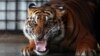 Jumlah harimau Sumatera saat ini diperkirakan hanya mencapai 350 ekor (foto: dok). 