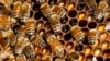 Bee Farming Provides Jobs in Cameroon 