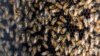 Las abejas pululan en un panal, parte de una colmena robótica desarrollada por la empresa israelí Beewise, en Beit Haemek.