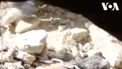 Un chien sauvé des décombres en Syrie
