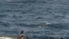 Serangan Bajak Laut Meningkat di Lepas Pantai Afrika Barat