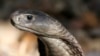 Un meilleur accés aux traitements pour morsure de serpent envisagé dans le nord du Nigéria