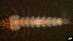 Jinjirin sauro