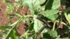 FILE - A squirm of armyworms are seen destroying plants in Cambodia. (Courtesy: Ministry of Agriculture's General Department of Agriculture)