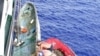 Puing-Puing Tsunami Jepang Bergerak Lebih Cepat Menuju Samudera Pasifik