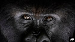 A silverback mountain gorilla named Segasira looks up as he lies under a tree in the Volcanoes National Park, Rwanda, Sept. 2, 2019. 